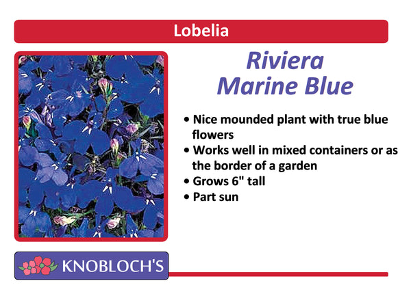 Lobelia - Riviera Marine Blue