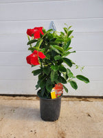 Mandevilla (Large)