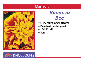 Marigold - Bonanza Bee (3 pk)