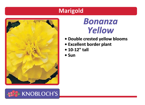 Marigold - Bonanza Yellow (3 pk)