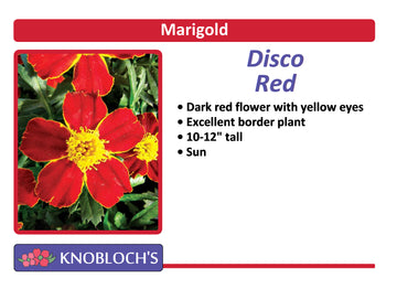 Marigold - Disco Red (3 pk)