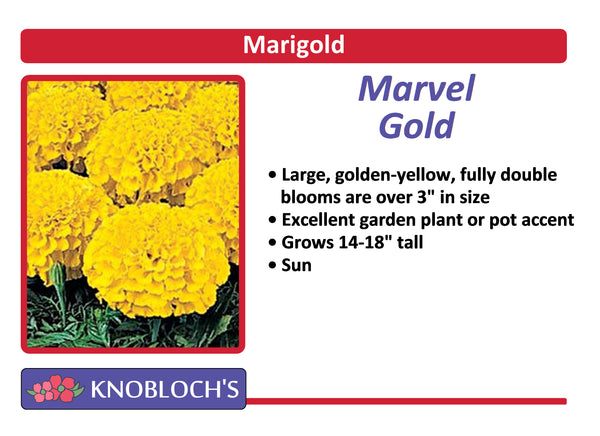 Marigold - Marvel Gold (3 pk)