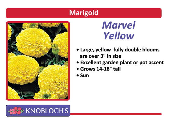Marigold - Marvel Yellow (3 pk)