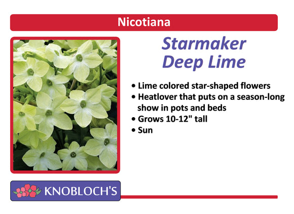 Nicotiana - Deep Lime