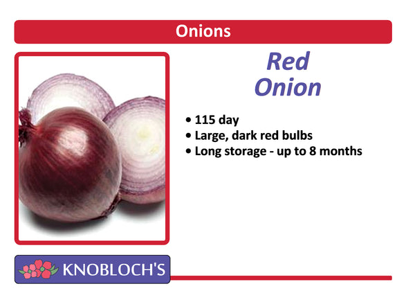 Onion - Red