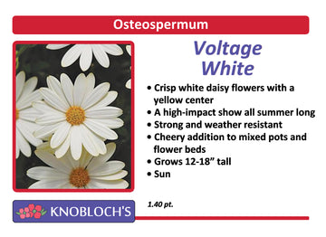 Osteo - Voltage White