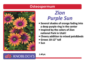 Osteo - Zion Purple Sun