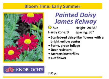 Painted Daisy - James Kelway