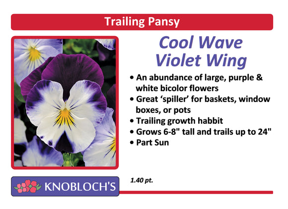 Pansy Trailing - Cool Wave Violet Wing