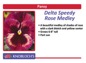 Pansy - Delta Speedy Rose Medley