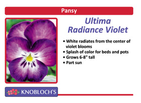 Pansy - Ultima Radiance Violet (3 pk)