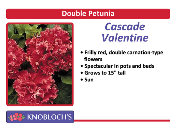 Petunia Traditional - Double Valentine (3 pk)