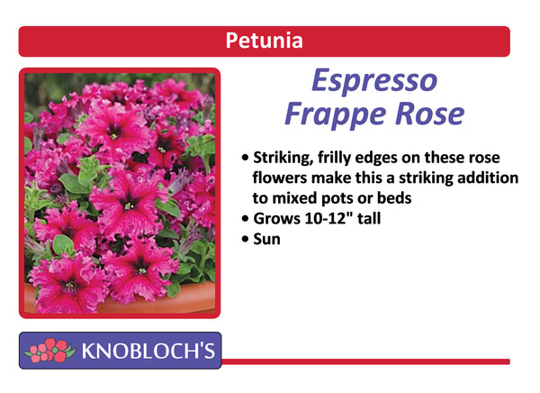 Petunia - Espresso Frappe Rose
