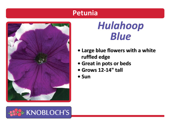 Petunia Traditional - Hulahoop Blue (3 pk)