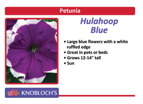 Petunia - Hulahoop Blue