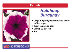 Petunia Traditional - Hulahoop Burgundy (3 pk)