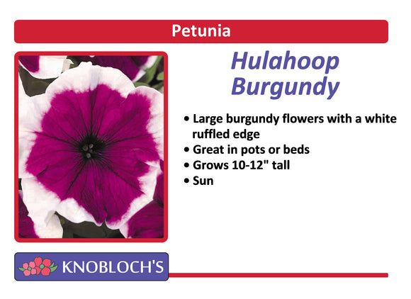 Petunia Traditional - Hulahoop Burgundy (3 pk)