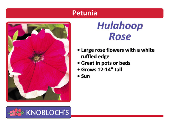 Petunia - Hulahoop Rose