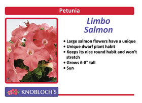 Petunia - Limbo Salmon