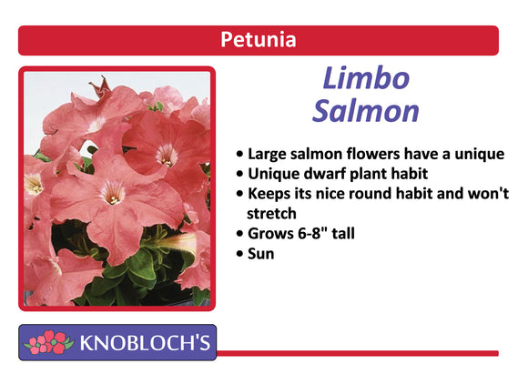 Petunia - Limbo Salmon