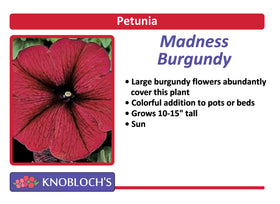 Petunia - Madness Burgundy