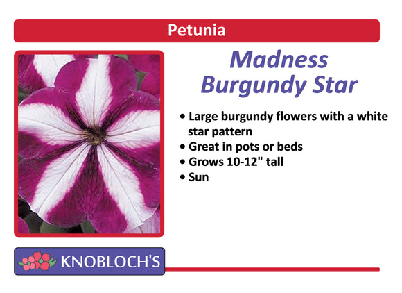 Petunia Traditional - Madness Burgundy Star (3 pk)