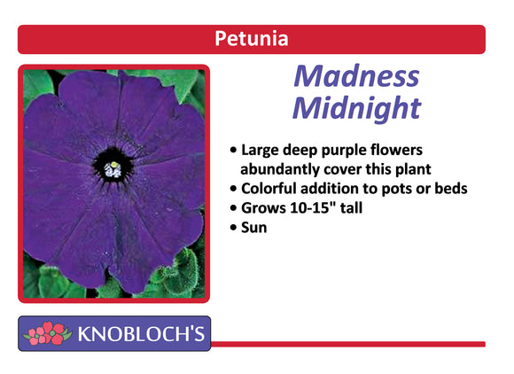 Petunia Traditional - Madness Midnight (3 pk)