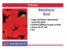 Petunia - Madness Red