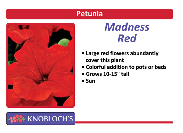 Petunia Traditional - Madness Red (3 pk)