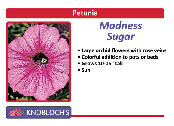 Petunia - Madness Sugar