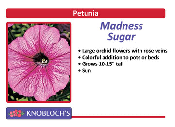 Petunia Traditional - Madness Sugar (3 pk)