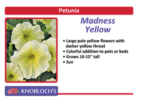 Petunia Traditional - Madness Yellow (3 pk)