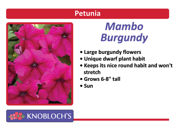 Petunia - Mambo Burgundy