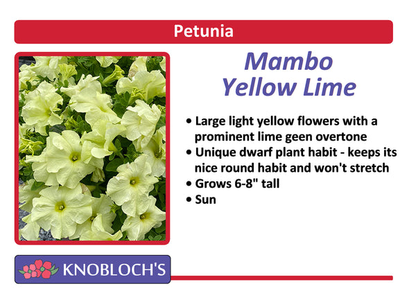 Petunia - Mambo Yellow Lime