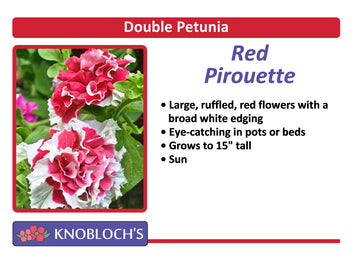 Petunia - Double Pirouette Red