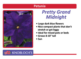 Petunia - Pretty Grand Midnight