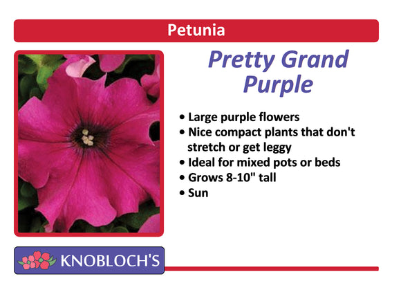 Petunia - Pretty Grand Purple