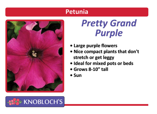 Petunia - Pretty Grand Purple
