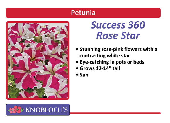 Petunia - Success! 360 Rose Star