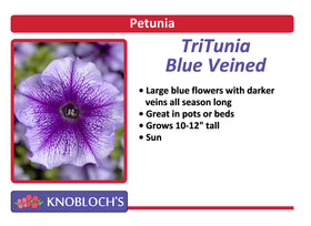 Petunia - TriTunia Blue Vein
