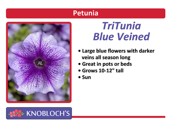Petunia - TriTunia Blue Vein