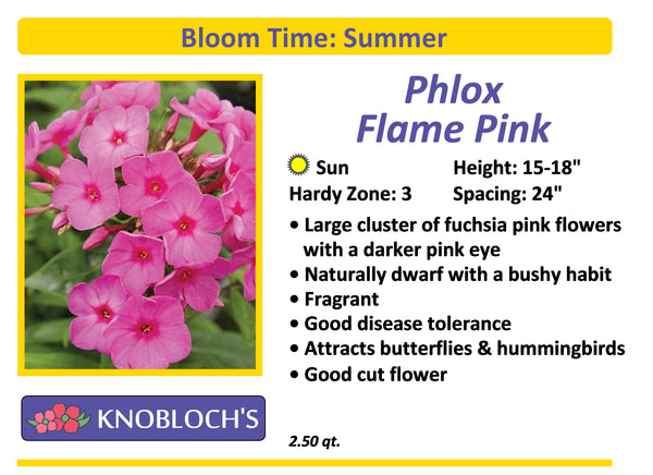 Phlox - Flame Pink
