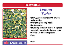 Plectranthus - Lemon Twist