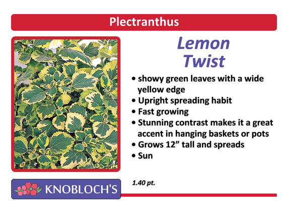 Plectranthus - Lemon Twist