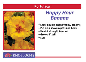 Portulaca - Happy Hour Banana