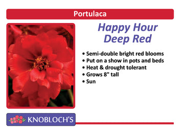 Portulaca - Happy Hour Deep Red