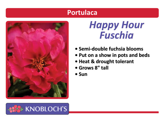 Portulaca - Happy Hour Fuschia
