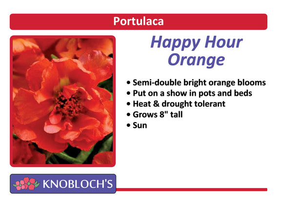 Moss Rose - Happy Hour Orange (3 pk)