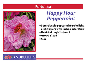Portulaca - Happy Hour Peppermint