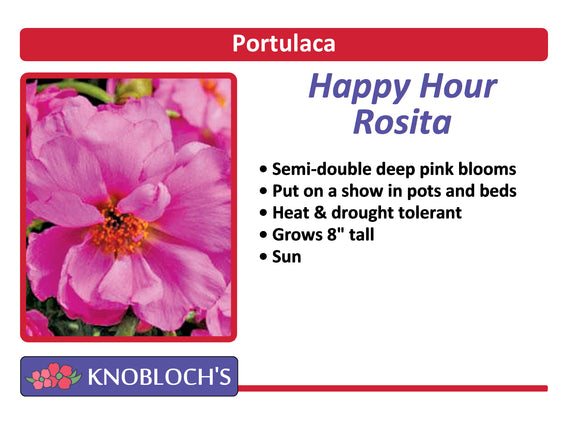 Portulaca - Happy Hour Rosita